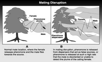 pheromone